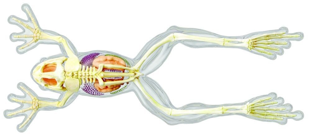 Ласт лягушки. Лягушачьи лапы анатомия. Пятипалая конечность лягушки. Скелет конечностей лягушки. Ноги лягушки.