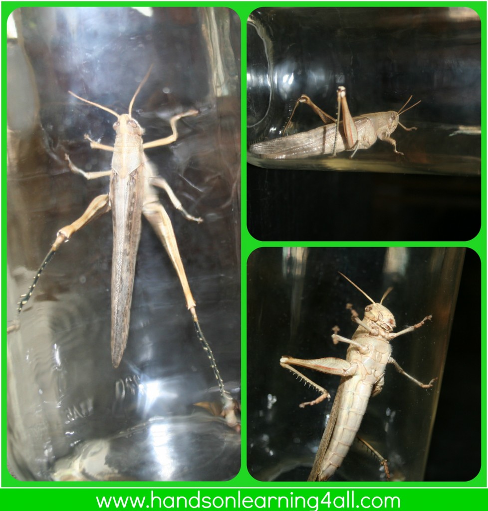 Grasshopper collage