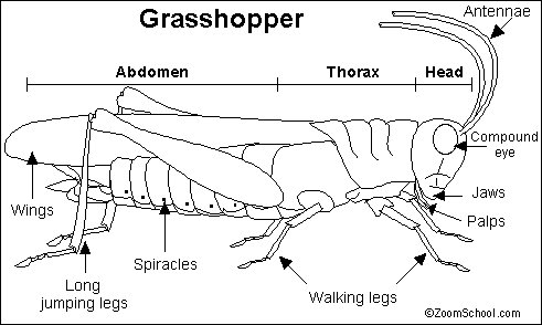 Grasshopper_bw