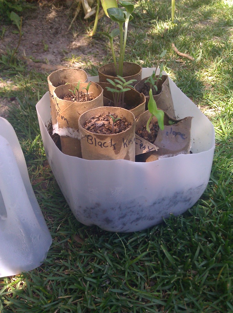 Milk Carton Terrarium