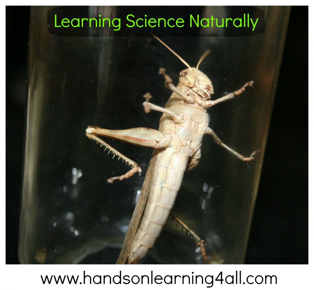 Learn Science Naturally-grasshopper