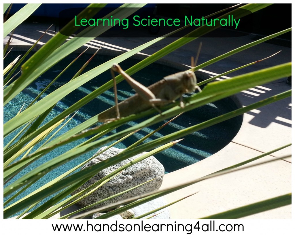 Learn Science Naturally-grasshopper2